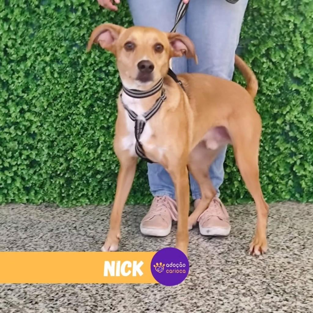 Nick, cachorro de porte médio para adoção em Rio de Janeiro - RJ