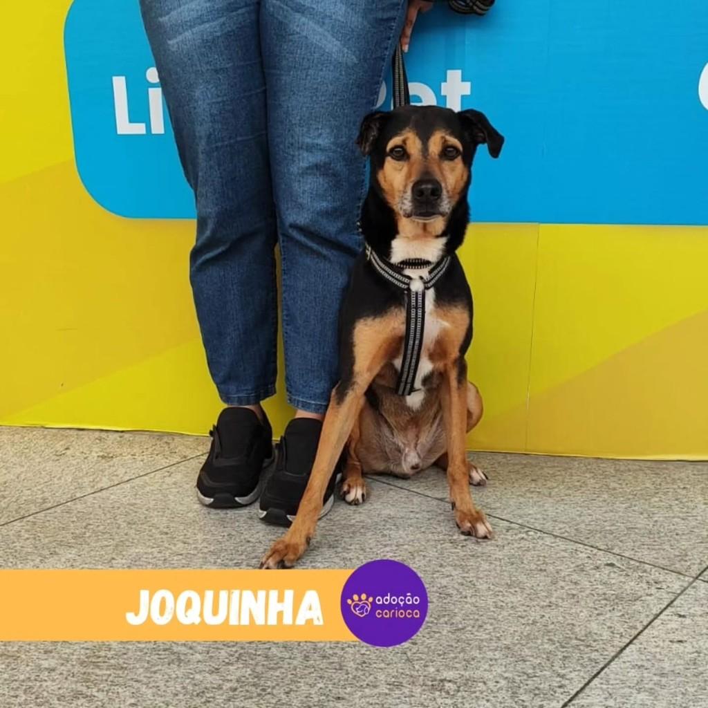 Joquinha, cachorro de porte médio para adoção em Rio de Janeiro - RJ
