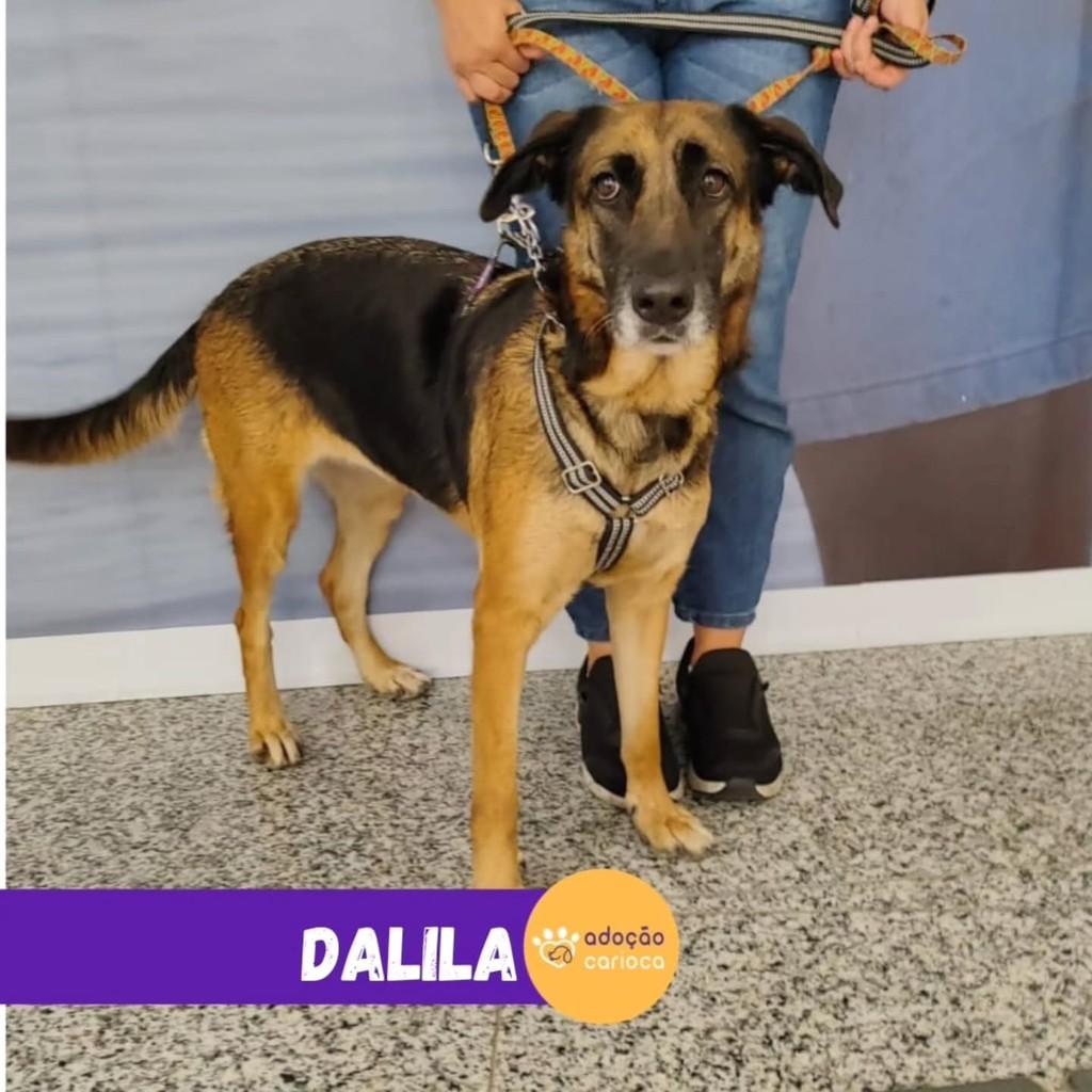 Dalila, cadela de porte grande para adoção em Rio de Janeiro - RJ