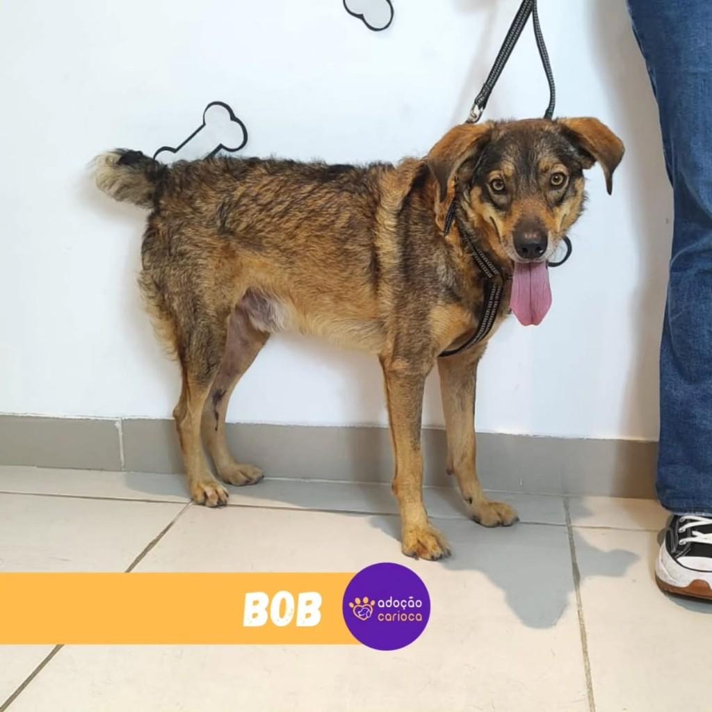 Bob, cachorro de porte médio para adoção em Rio de Janeiro - RJ