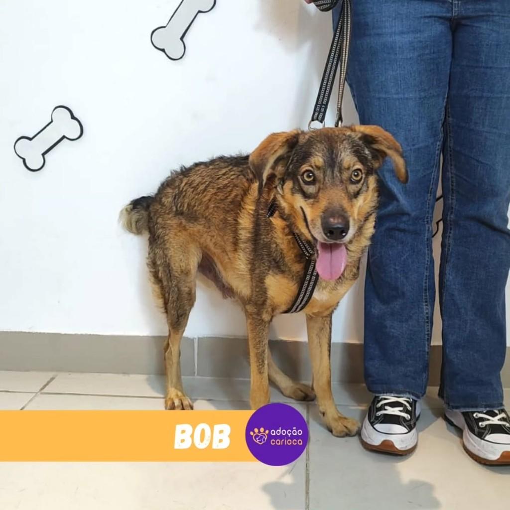 Bob, cachorro de porte médio para adoção em Rio de Janeiro - RJ — foto 2 de 3