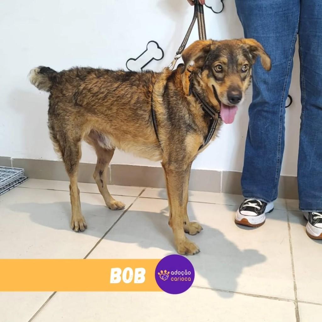 Bob, cachorro de porte médio para adoção em Rio de Janeiro - RJ — foto 3 de 3