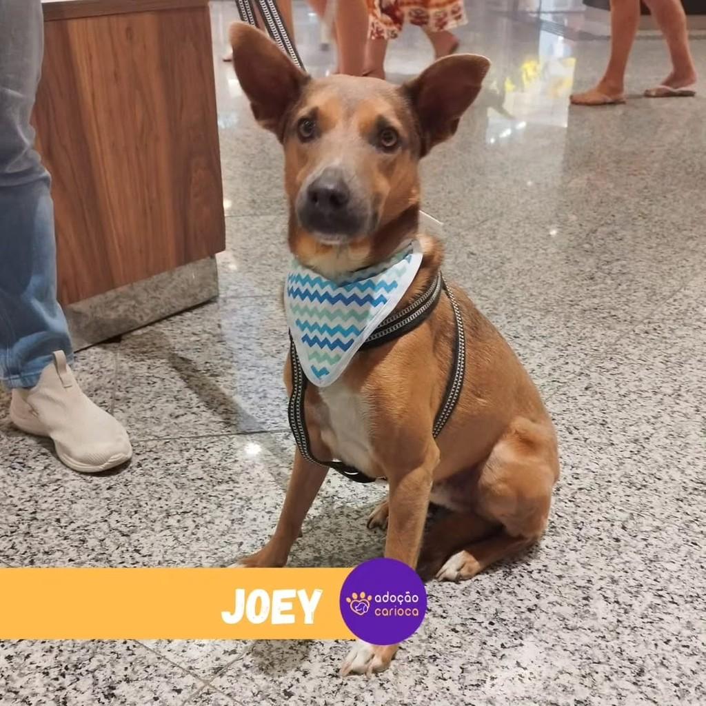 Joey, cachorro de porte médio para adoção em Rio de Janeiro - RJ
