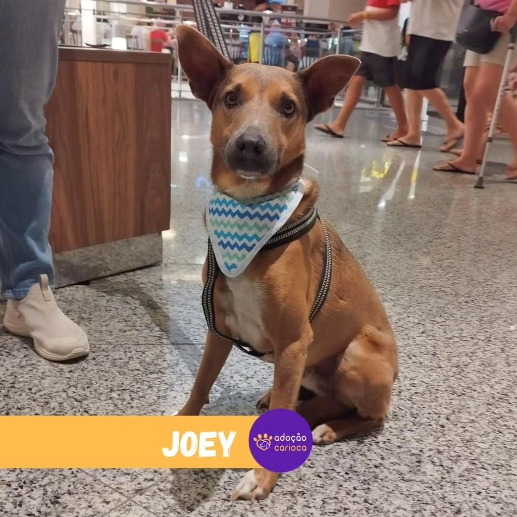 Joey, cachorro de porte médio para adoção em Rio de Janeiro - RJ — foto 2 de 3