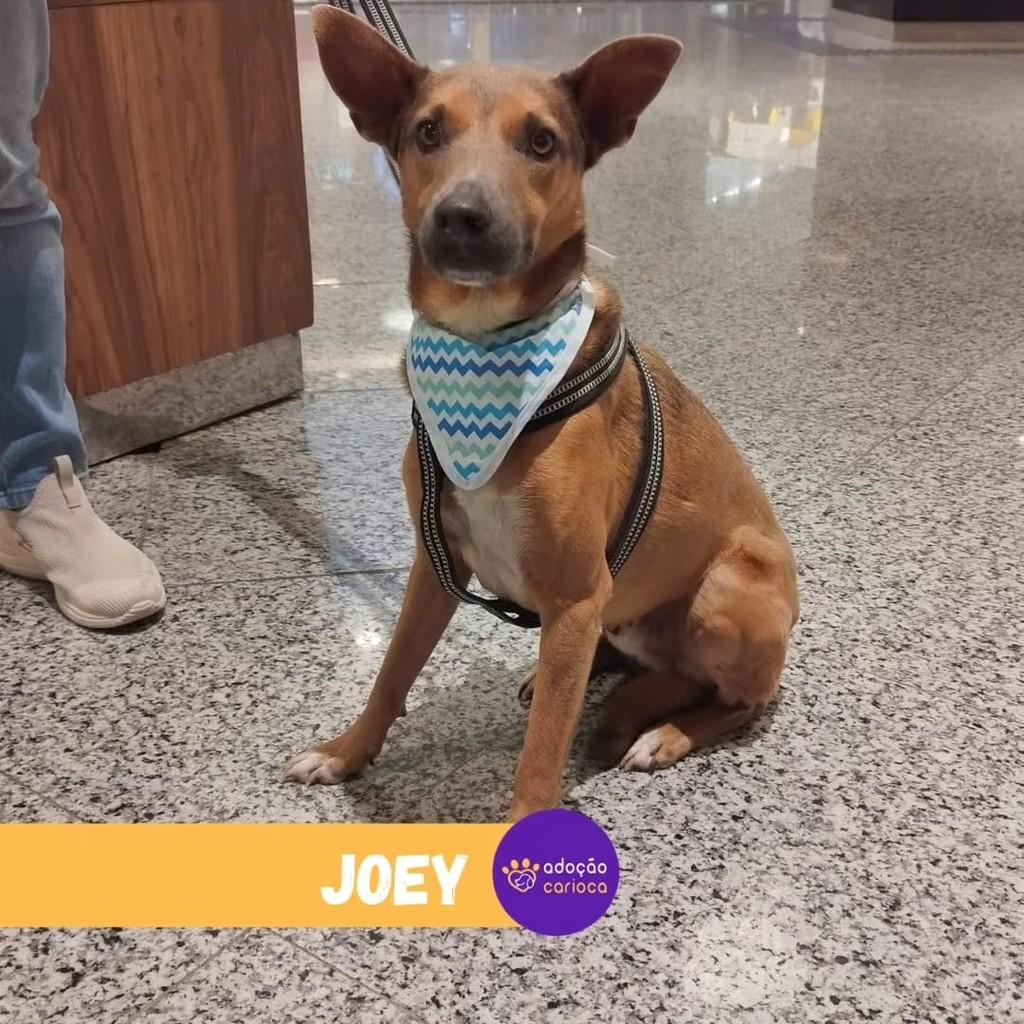 Joey, cachorro de porte médio para adoção em Rio de Janeiro - RJ — foto 3 de 3