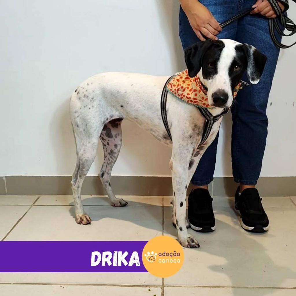 Drika, cadela de porte grande para adoção em Rio de Janeiro - RJ