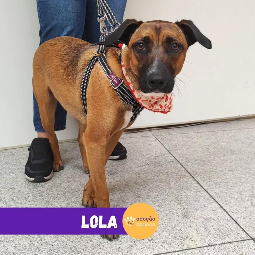 Lola, cadela de porte médio para adoção em Rio de Janeiro - RJ