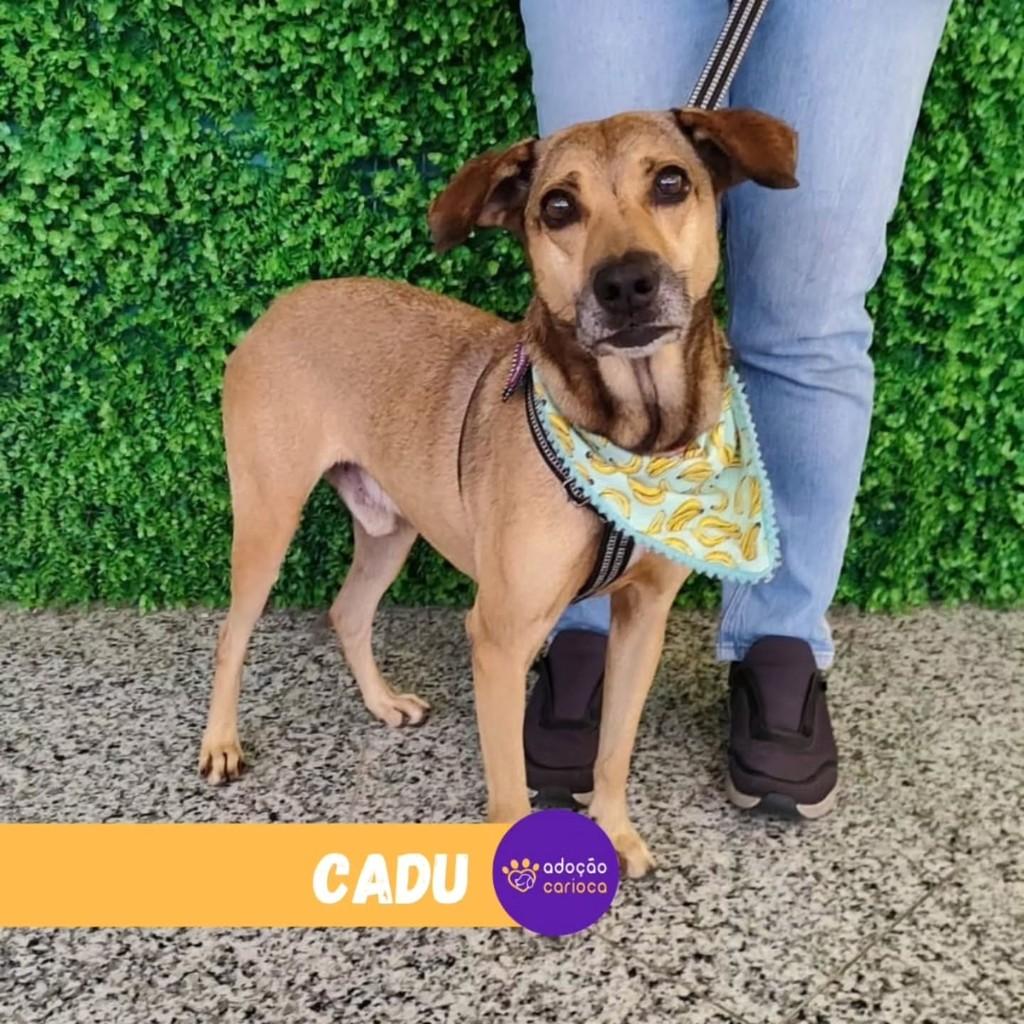Cadu, cachorro de porte médio para adoção em Rio de Janeiro - RJ