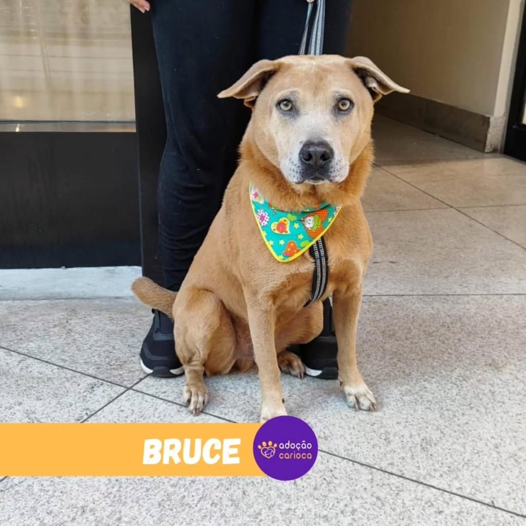 Bruce, cachorro de porte médio para adoção em Rio de Janeiro - RJ