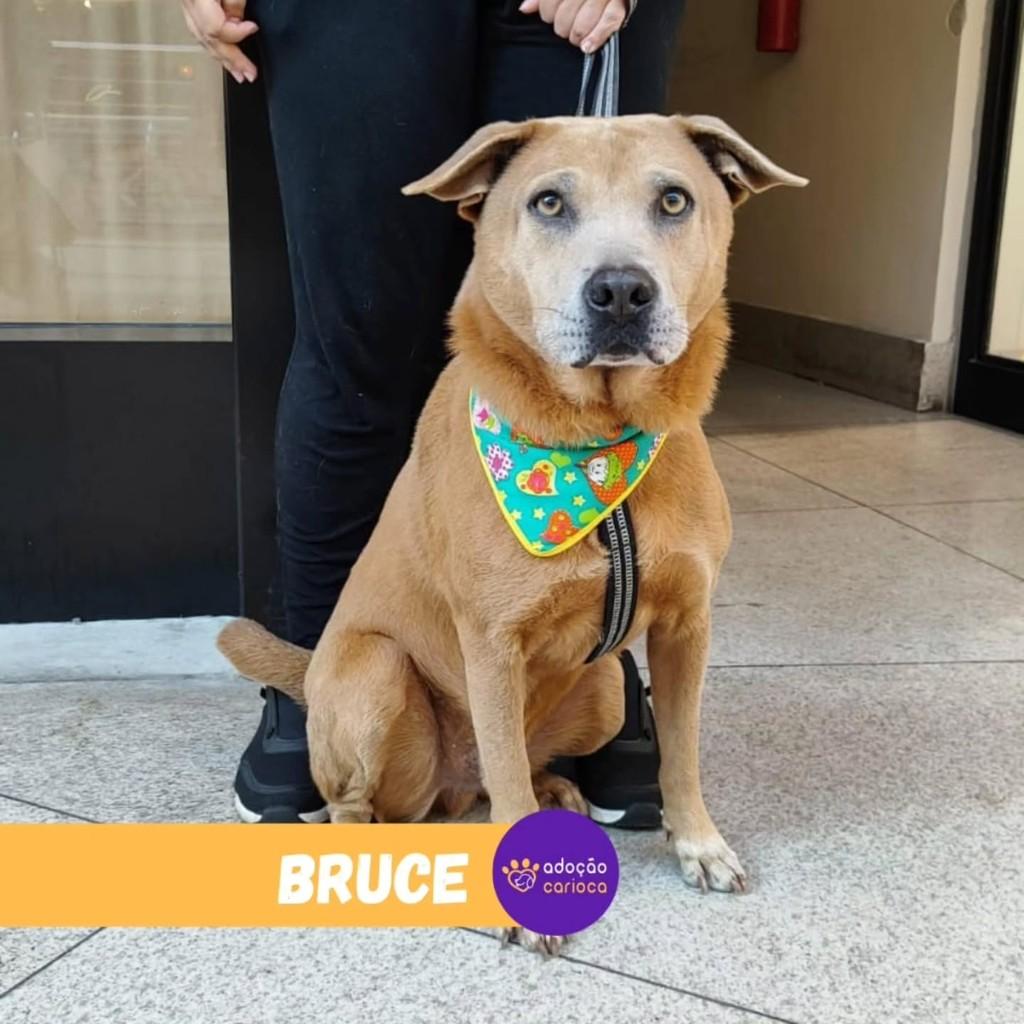 Bruce, cachorro de porte médio para adoção em Rio de Janeiro - RJ — foto 2 de 2