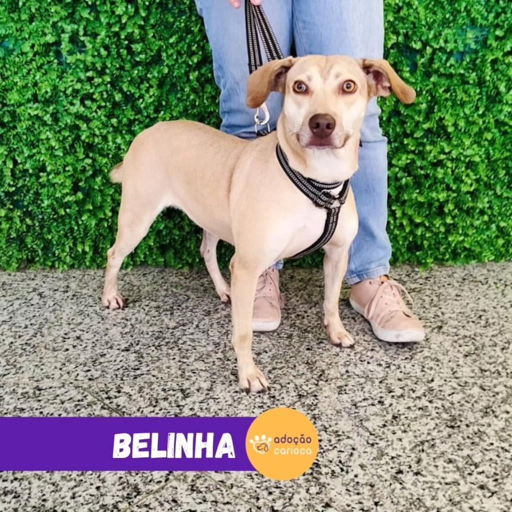 Belinha, cadela de porte médio para adoção em Rio de Janeiro - RJ