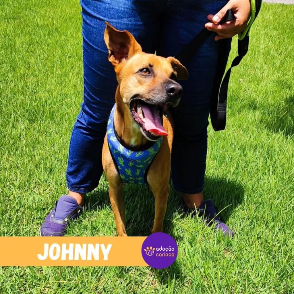 Johny, cachorro de porte médio para adoção em Rio de Janeiro - RJ