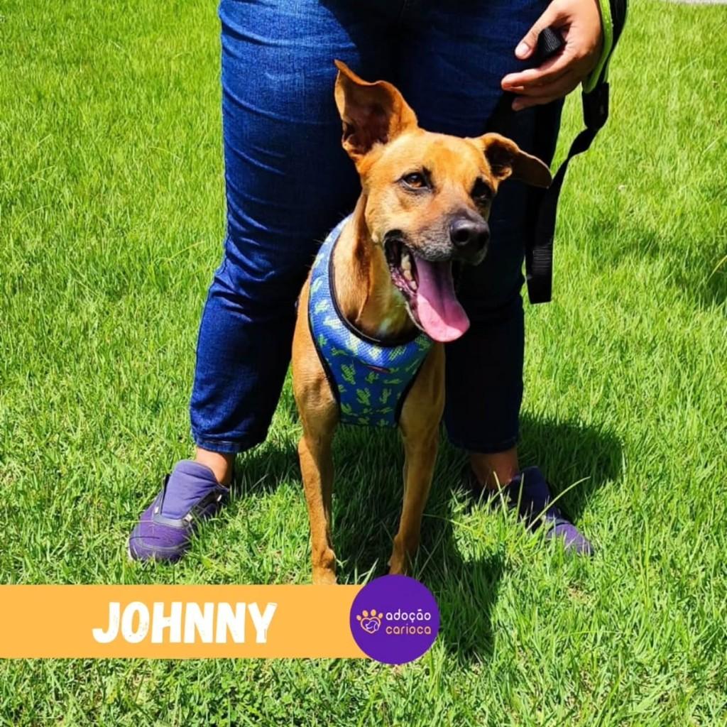 Johny, cachorro de porte médio para adoção em Rio de Janeiro - RJ — foto 2 de 2