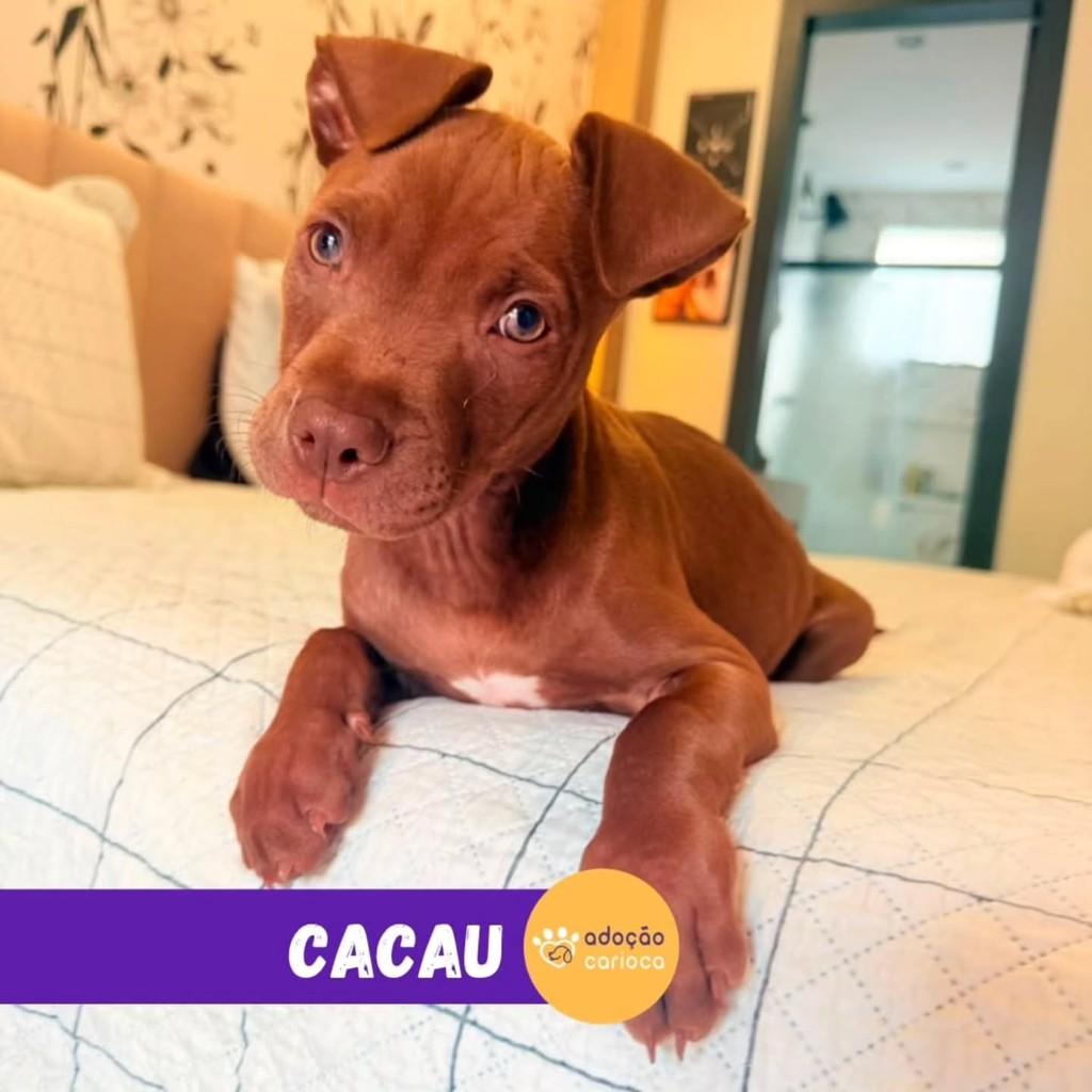 Cacau, cadela de porte médio para adoção em Rio de Janeiro - RJ