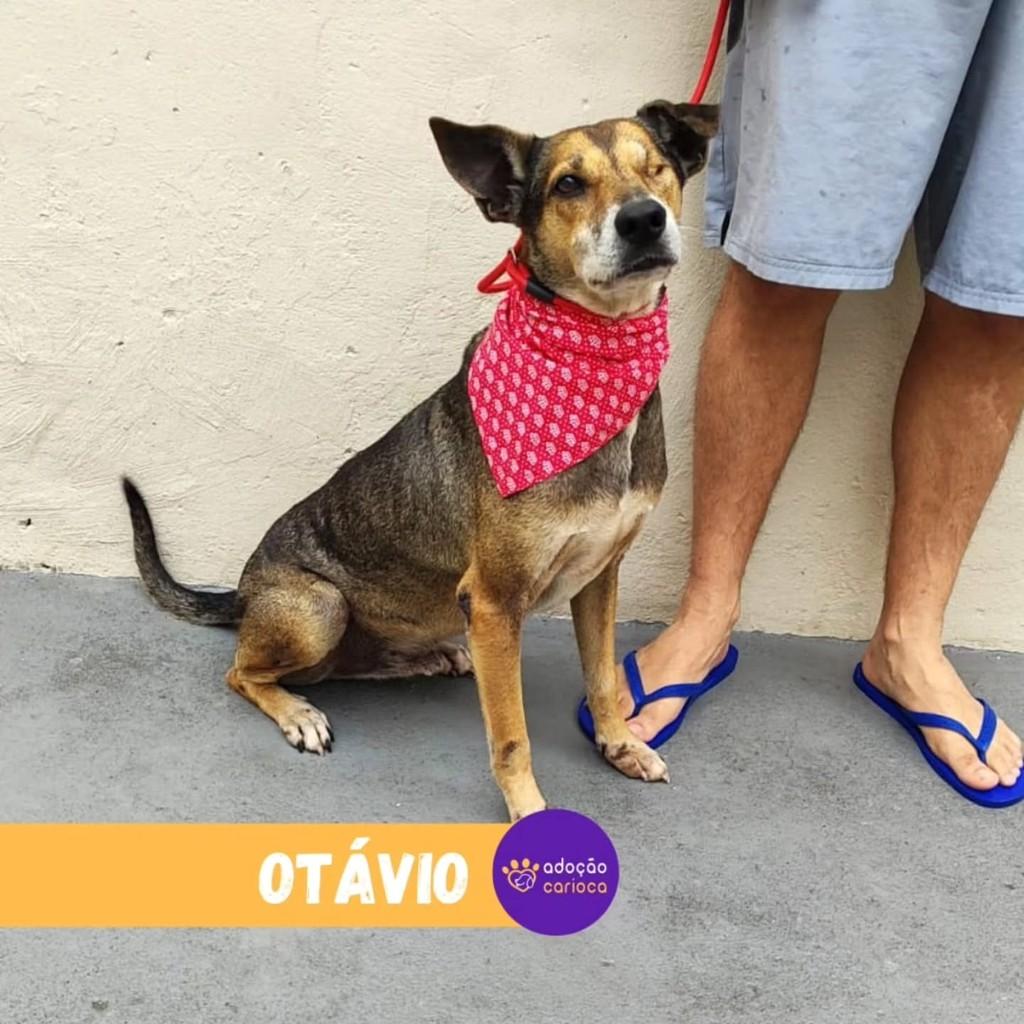 Otávio, cachorro de porte médio para adoção em Rio de Janeiro - RJ