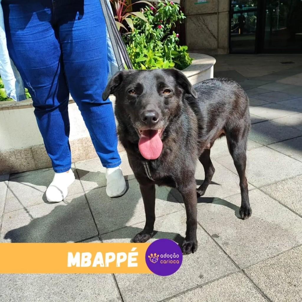 Mbappê, cachorro de porte médio para adoção em Rio de Janeiro - RJ