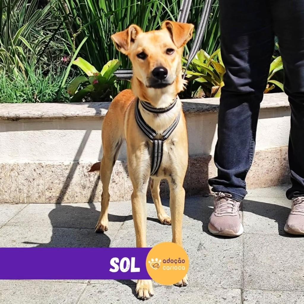 Sol, cadela de porte médio para adoção em Rio de Janeiro - RJ