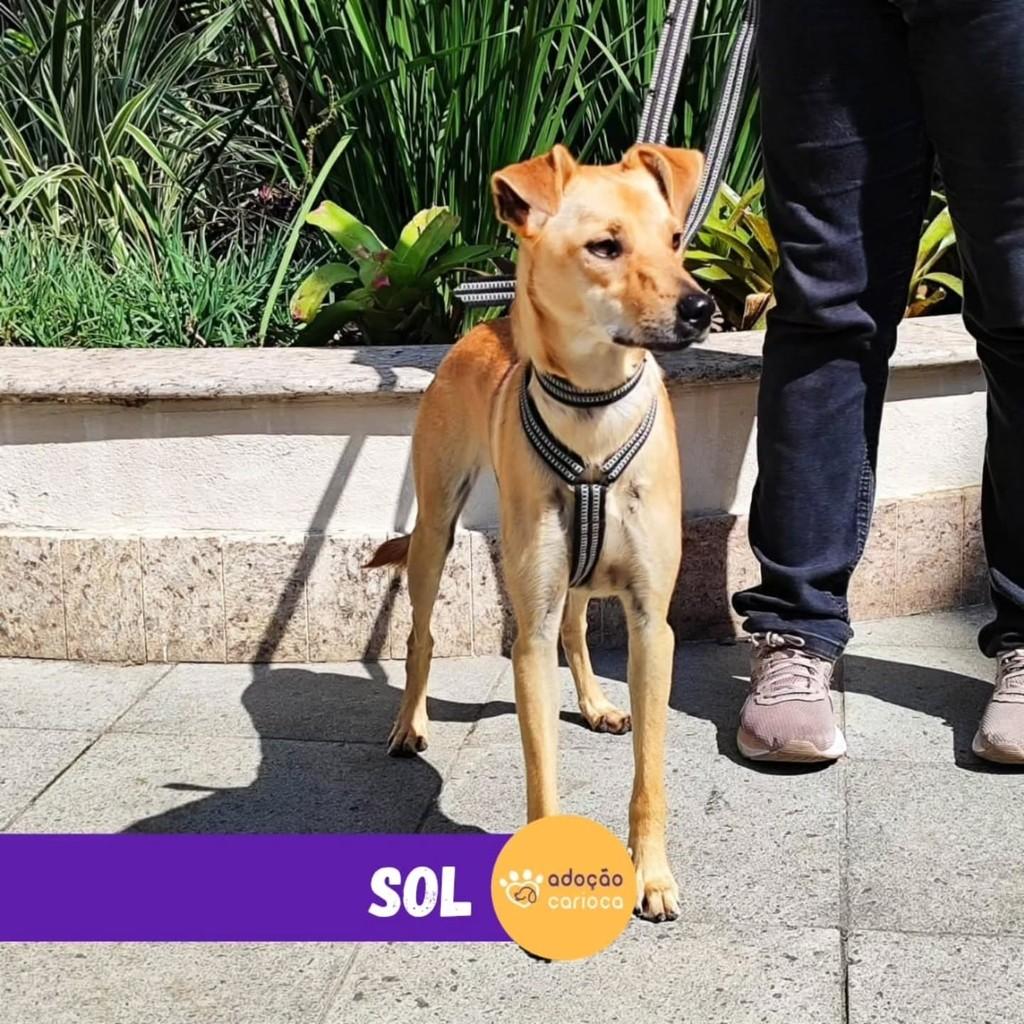Sol, cadela de porte médio para adoção em Rio de Janeiro - RJ — foto 2 de 2