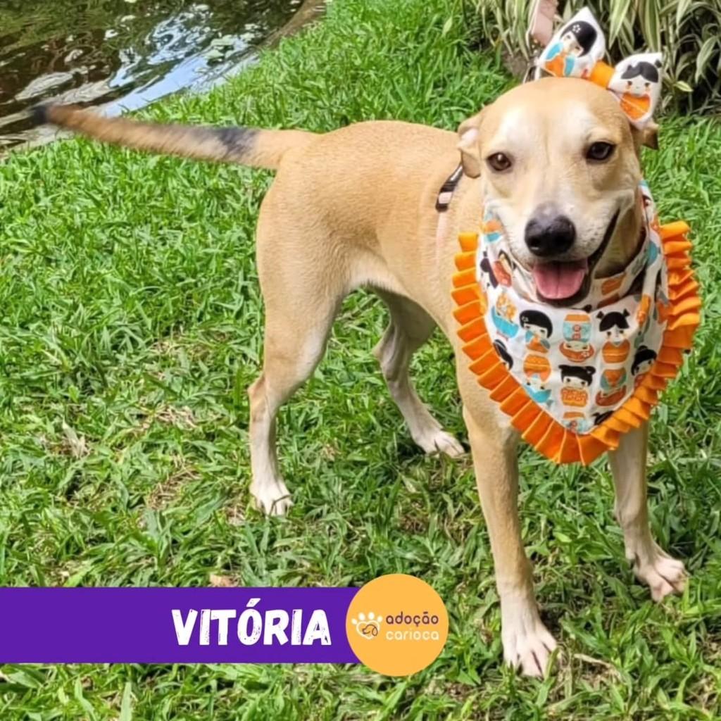 Vitória, cadela de porte médio para adoção em Rio de Janeiro - RJ