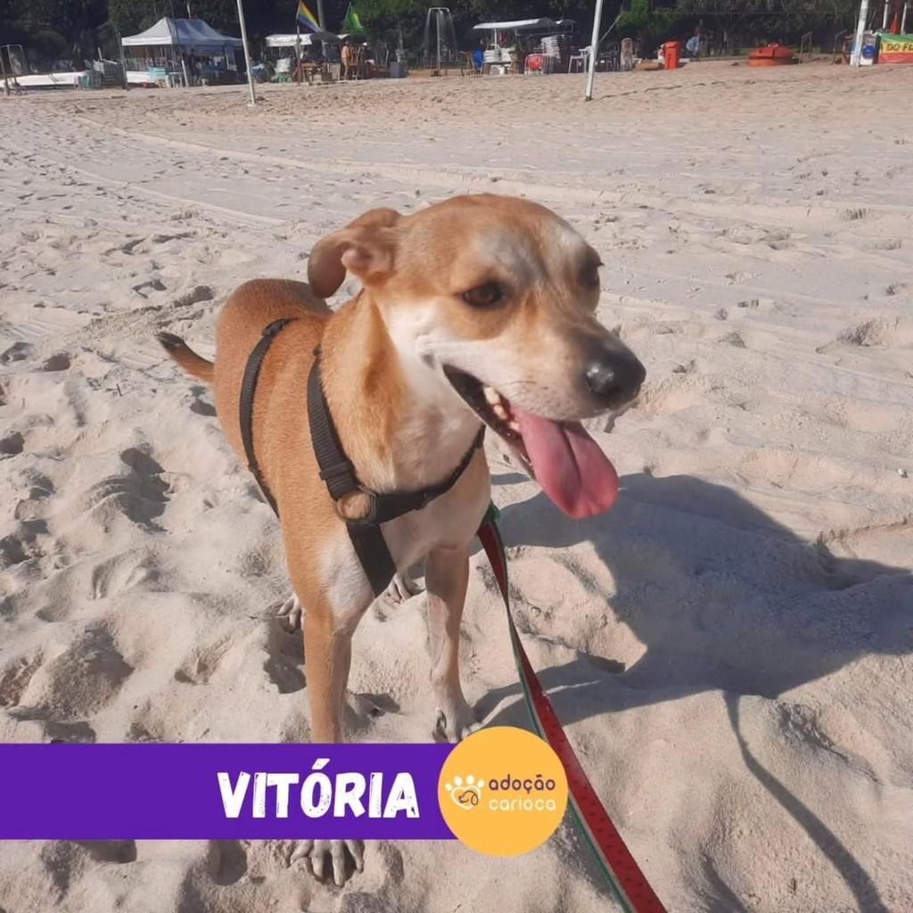 Vitória, cadela de porte médio para adoção em Rio de Janeiro - RJ — foto 2 de 2