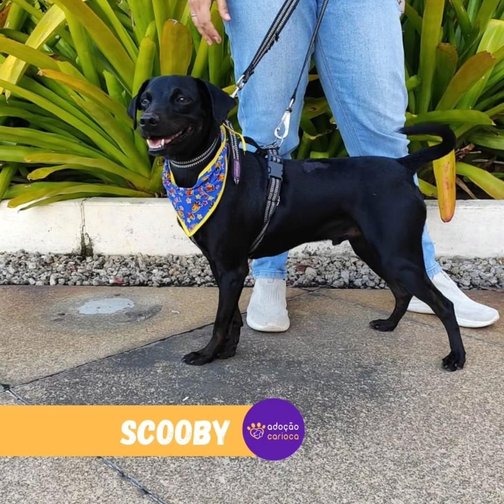 Scooby, cachorro de porte médio para adoção em Rio de Janeiro - RJ