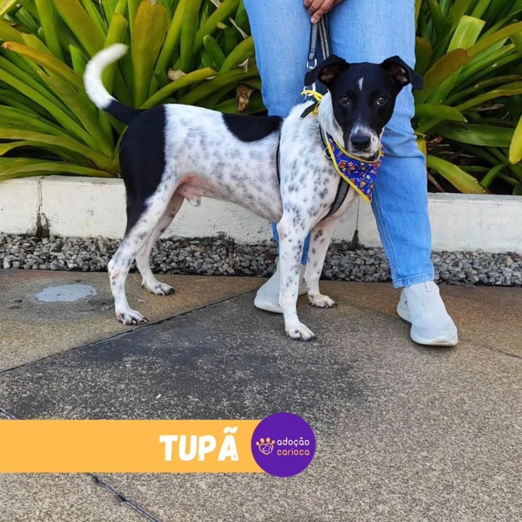 Tupã, cachorro de porte médio para adoção em Rio de Janeiro - RJ