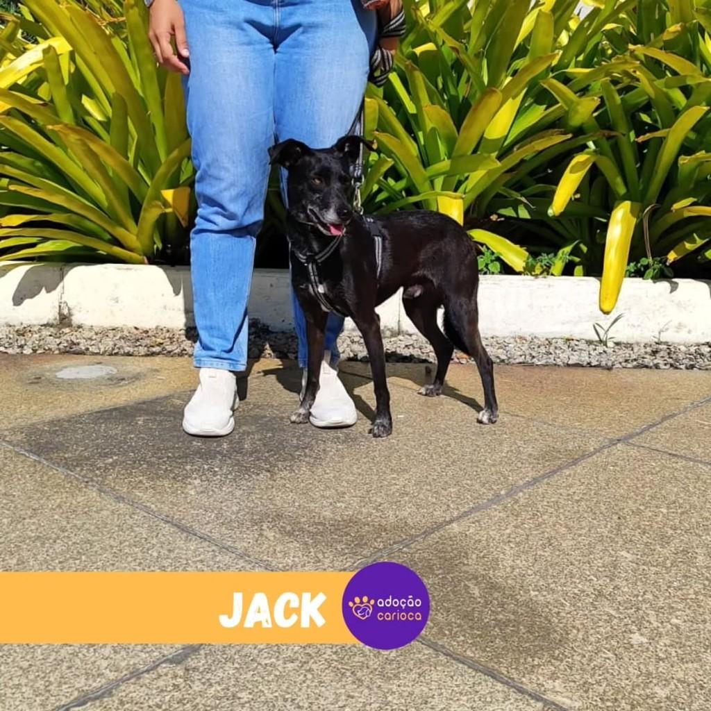 Jack, cachorro de porte médio para adoção em Rio de Janeiro - RJ