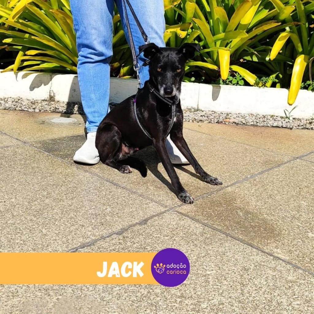 Jack, cachorro de porte médio para adoção em Rio de Janeiro - RJ — foto 2 de 2