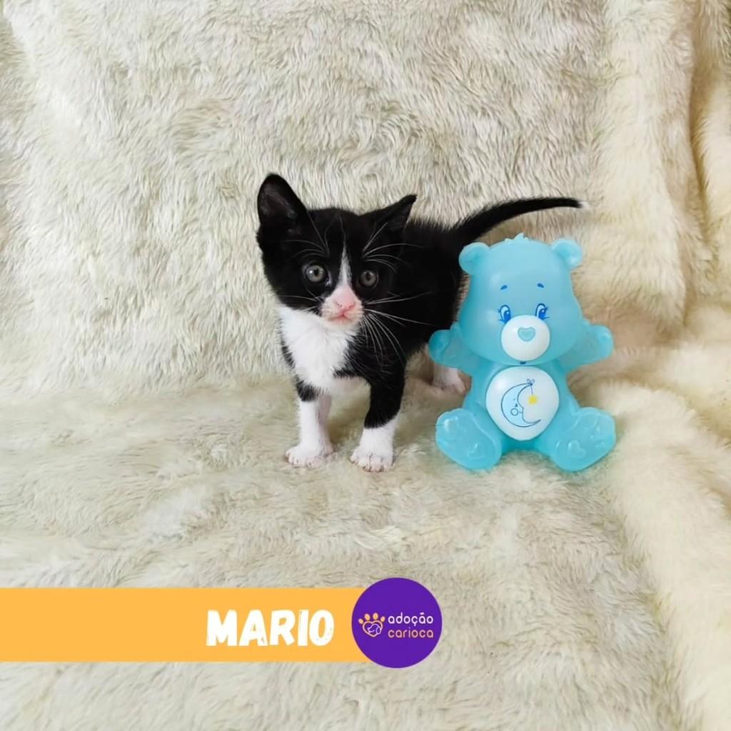Mário, gato de porte pequeno para adoção em Rio de Janeiro - RJ