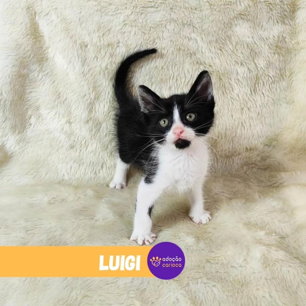 Luigi, gato de porte pequeno para adoção em Rio de Janeiro - RJ