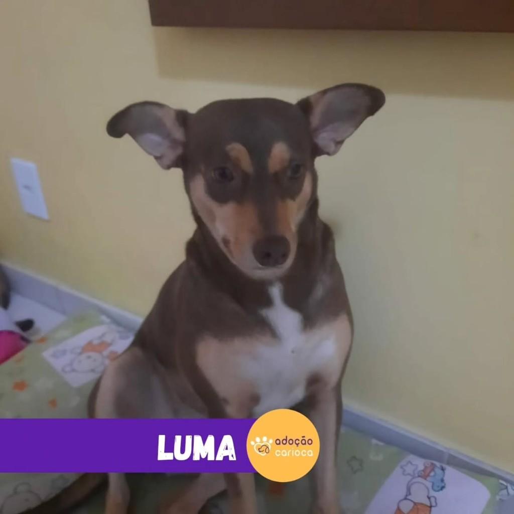 Luma, cadela de porte médio para adoção em Rio de Janeiro - RJ