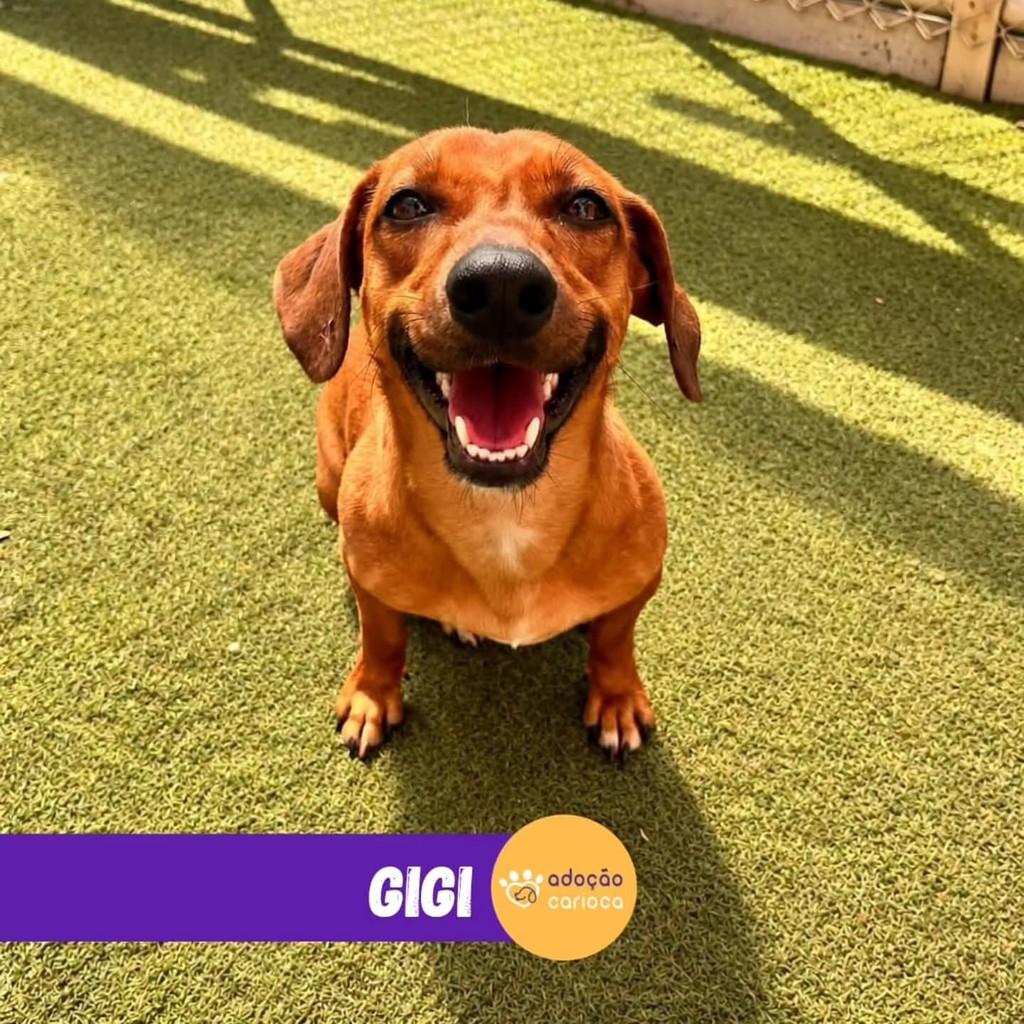 Gigi, cadela de porte pequeno para adoção em Rio de Janeiro - RJ