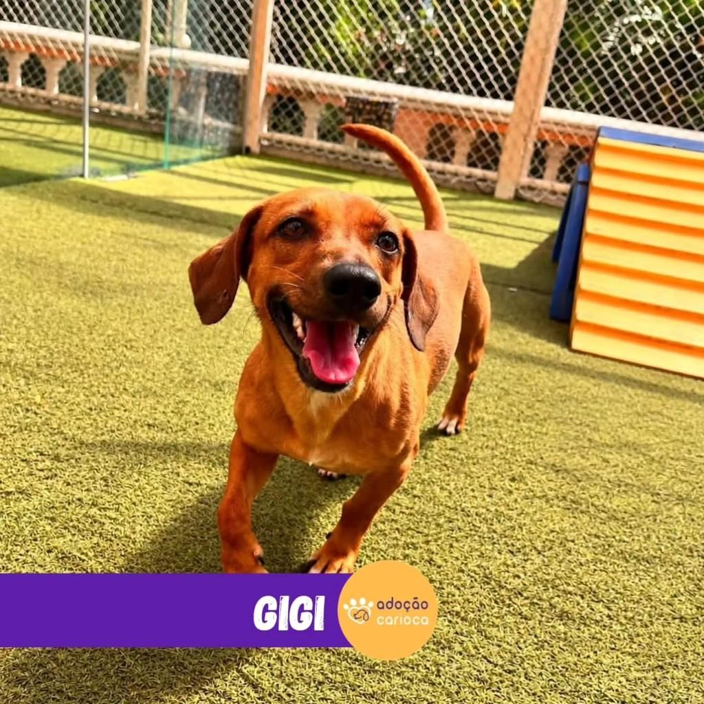 Gigi, cadela de porte pequeno para adoção em Rio de Janeiro - RJ — foto 2 de 3