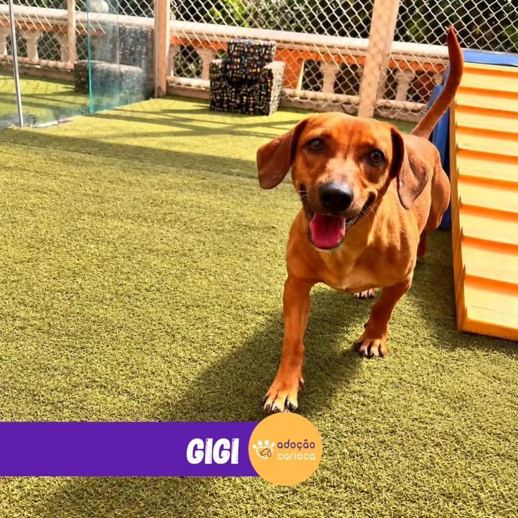 Gigi, cadela de porte pequeno para adoção em Rio de Janeiro - RJ — foto 3 de 3