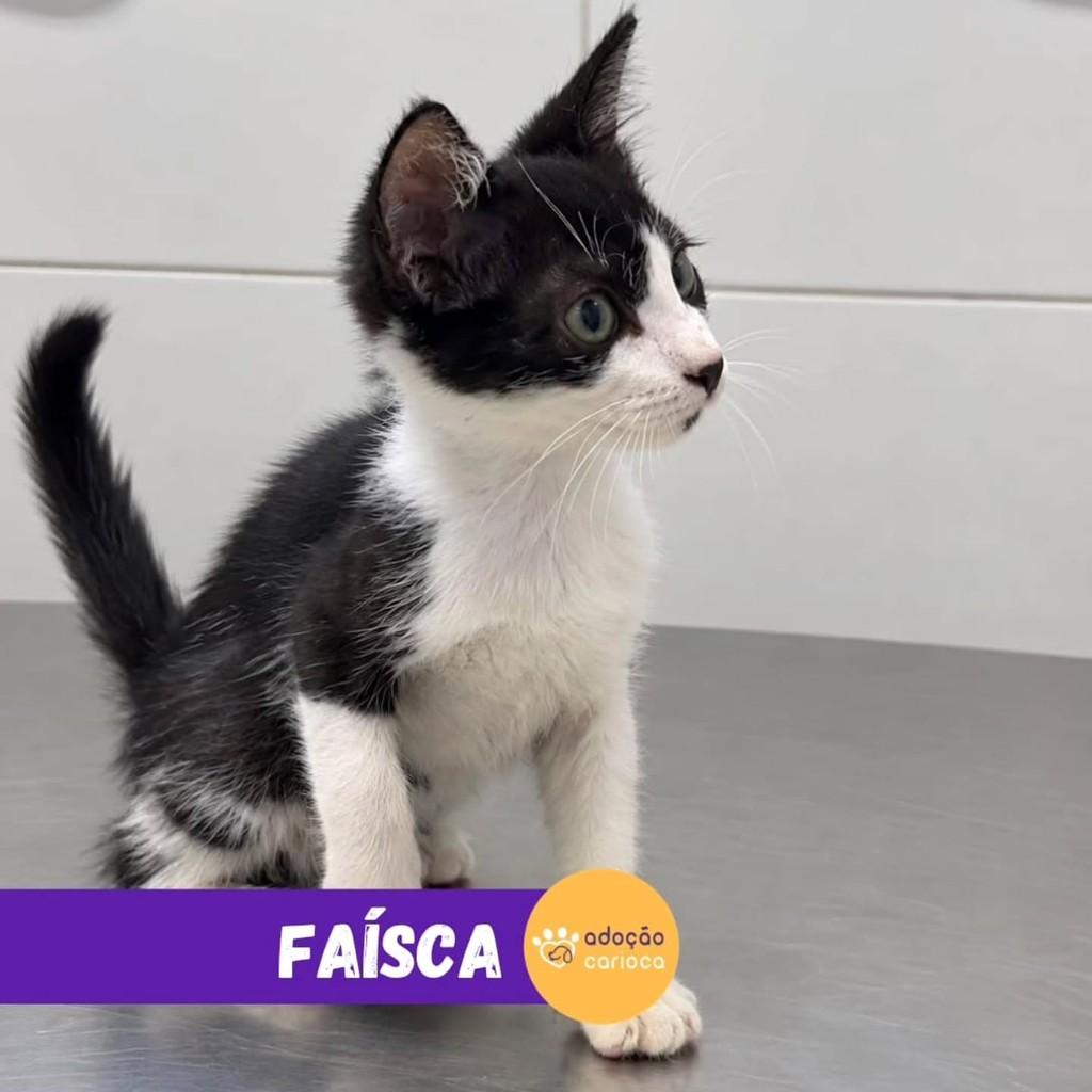 Faisca, gata de porte pequeno para adoção em Rio de Janeiro - RJ