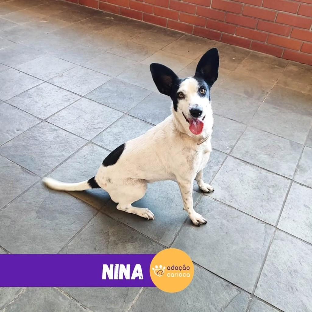 Nina, cadela de porte médio para adoção em Rio de Janeiro - RJ