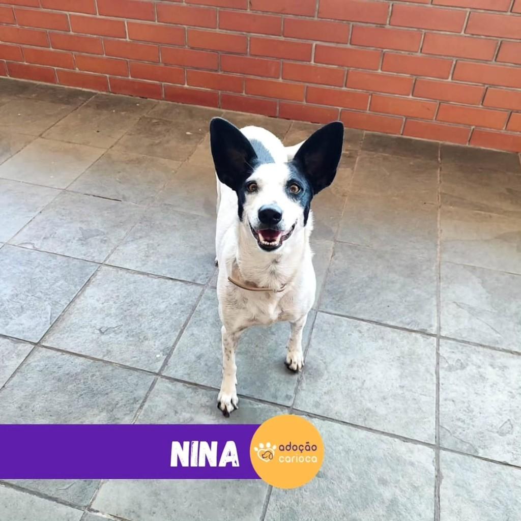 Nina, cadela de porte médio para adoção em Rio de Janeiro - RJ — foto 2 de 2