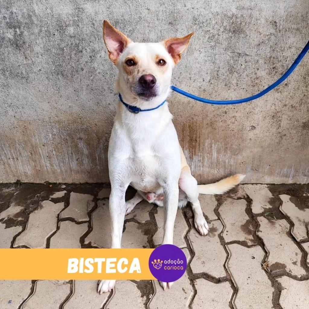 Bisteca, cachorro de porte médio para adoção em Rio de Janeiro - RJ