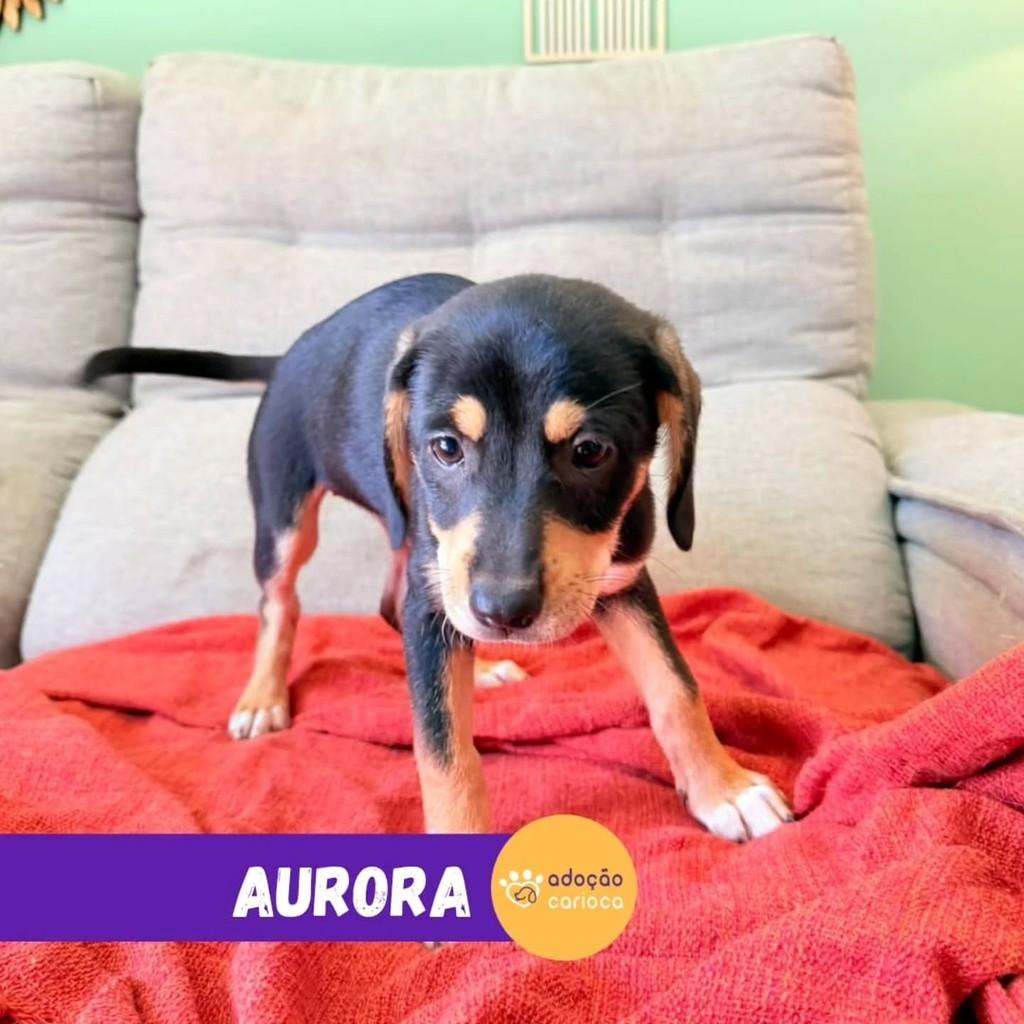 Aurora, cadela de porte médio para adoção em Rio de Janeiro - RJ