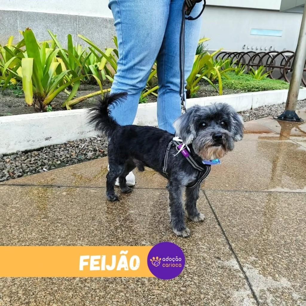 Feijão, cachorro de porte pequeno para adoção no Rio de Janeiro - RJ