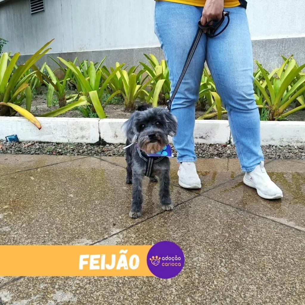 Feijão, cachorro de porte pequeno para adoção no Rio de Janeiro - RJ — foto 2 de 3