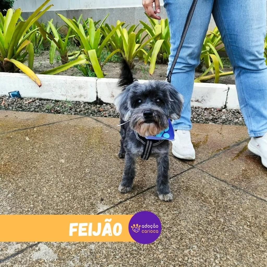 Feijão, cachorro de porte pequeno para adoção no Rio de Janeiro - RJ — foto 3 de 3