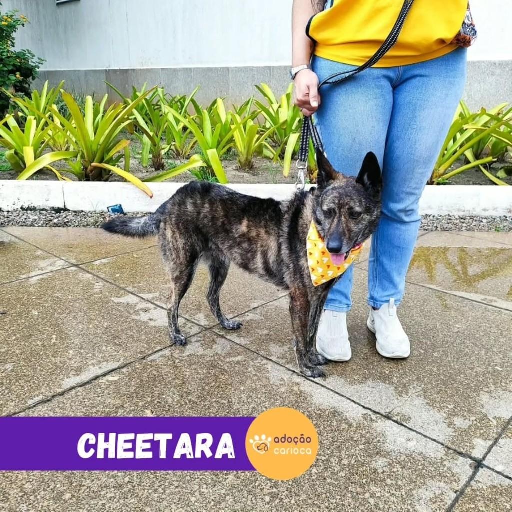Cheetara, cadela de porte médio para adoção no Rio de Janeiro - RJ