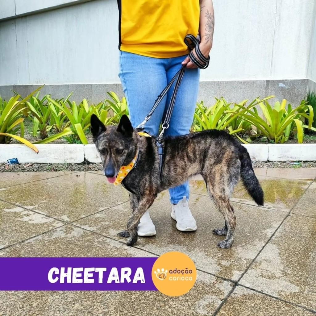 Cheetara, cadela de porte médio para adoção no Rio de Janeiro - RJ — foto 2 de 3