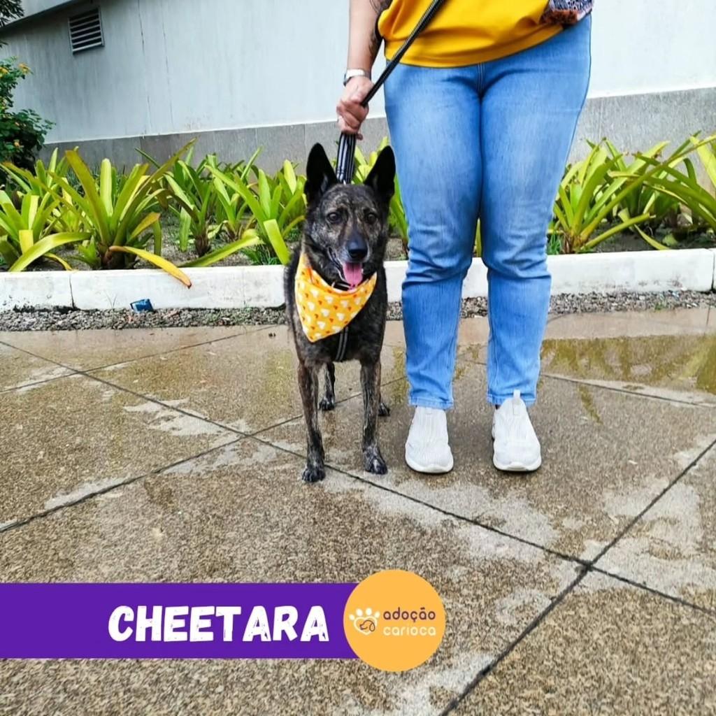 Cheetara, cadela de porte médio para adoção no Rio de Janeiro - RJ — foto 3 de 3