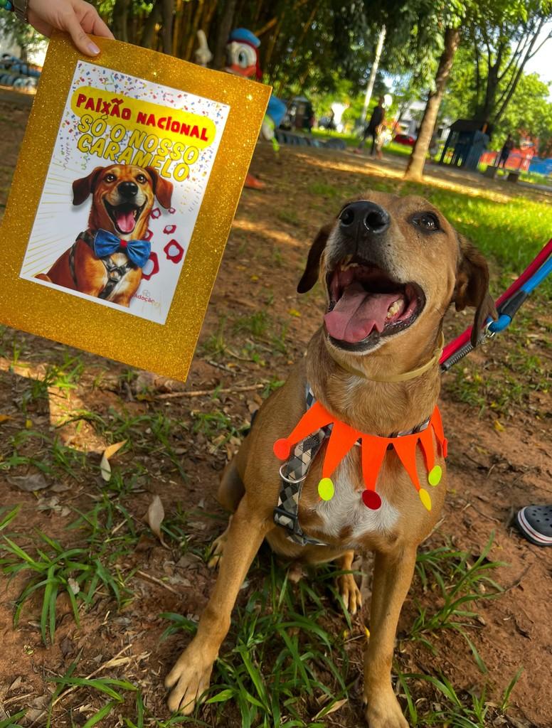 Lakaue, cachorro de porte médio para adoção em Americana - SP