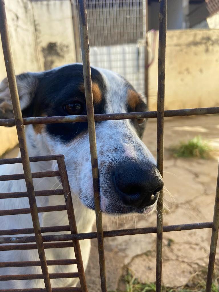 Mixu, cachorro de porte médio para adoção em Americana - SP