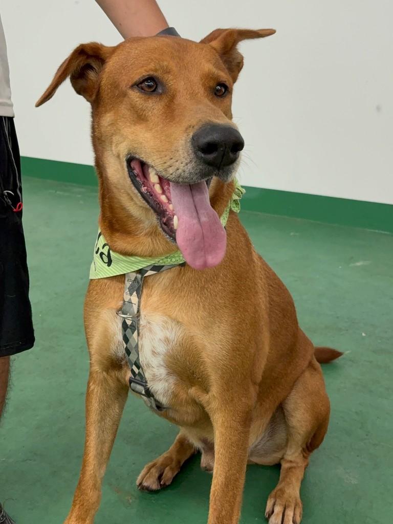 Thor, cachorro de porte médio para adoção em Americana - SP