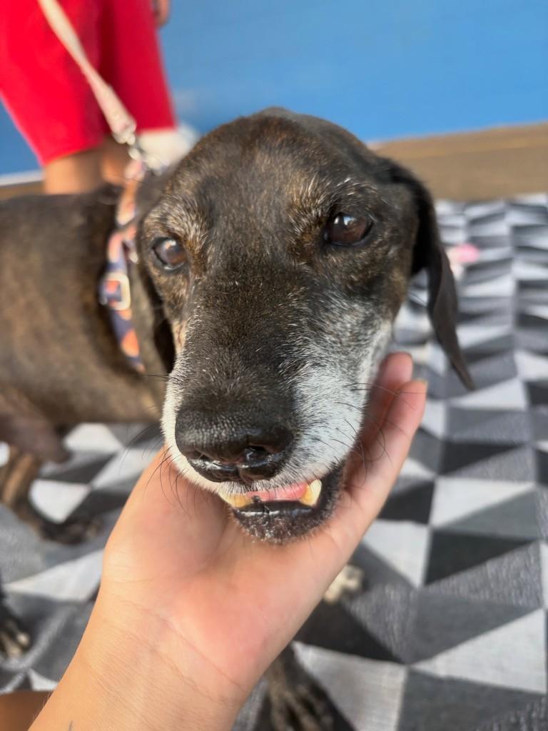 Toninho, cachorro de porte pequeno para adoção em Americana - SP