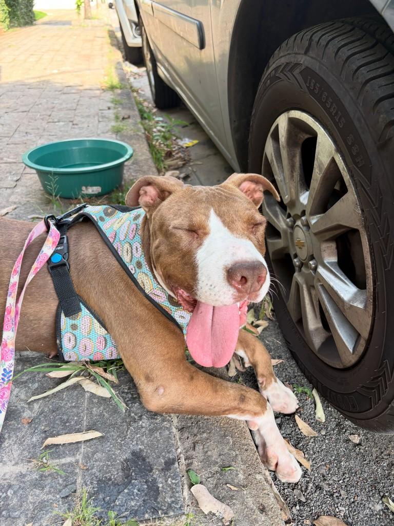 Cléo, cadela de porte médio para adoção em Americana - SP — foto 2 de 3